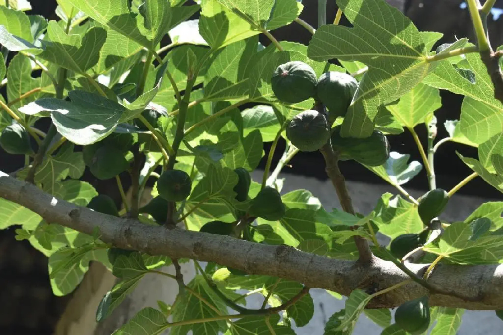 Apartman Macic Dub I