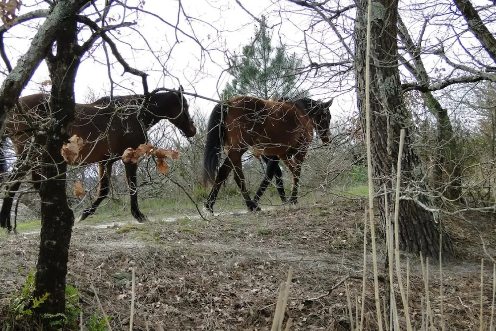 Appartement entre centre et plage du bassin d'Arcachon