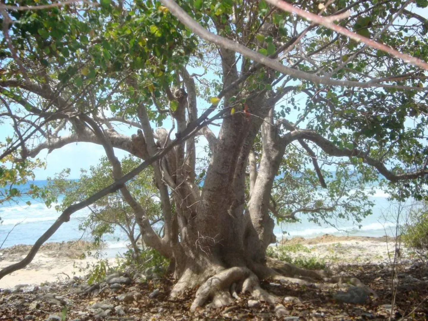 Gites La Simoniere  Cars