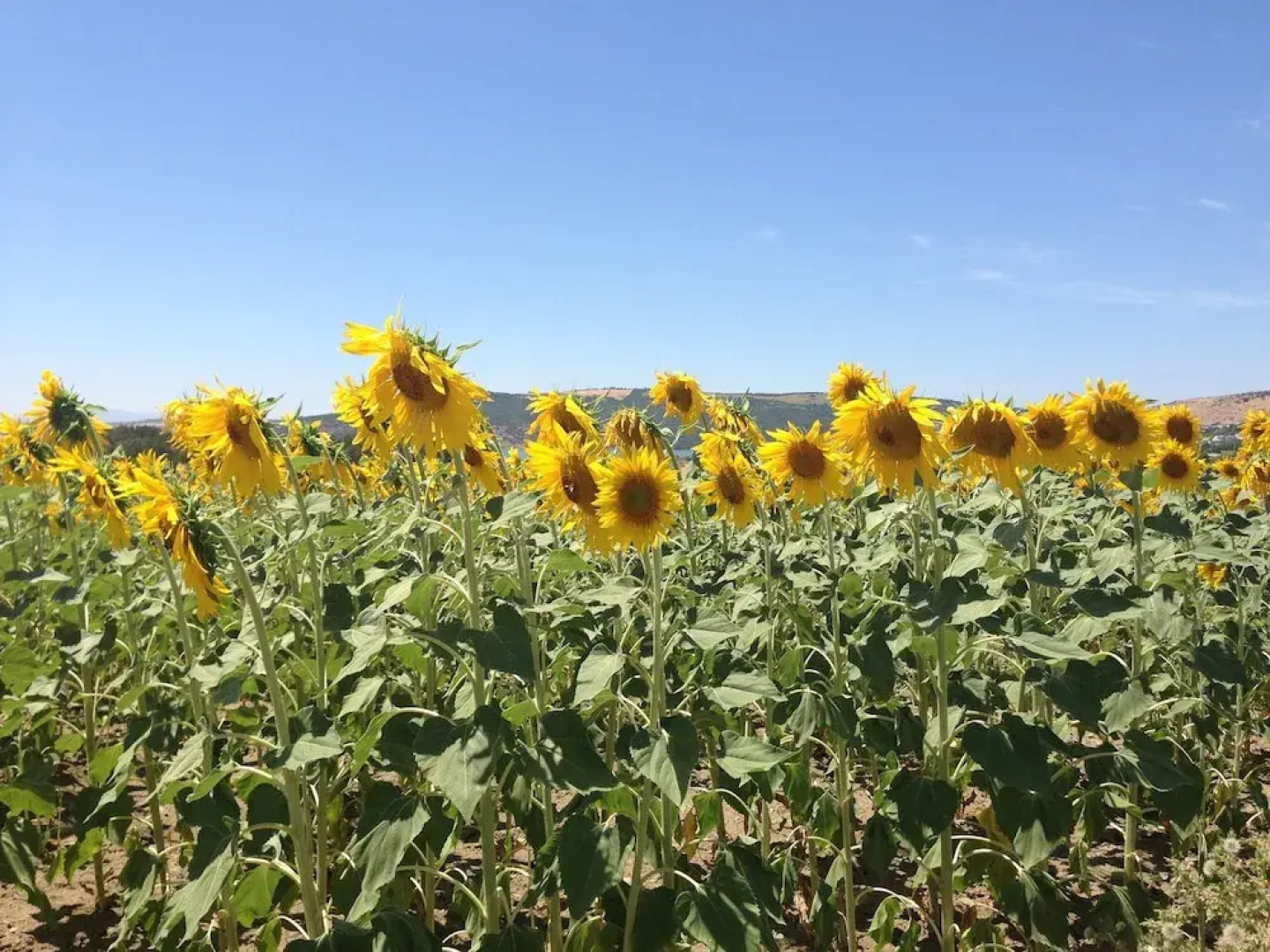 Lemon Tree Patio-mountain View, Delightful Home in Olvera-cadiz-andalucia-spain