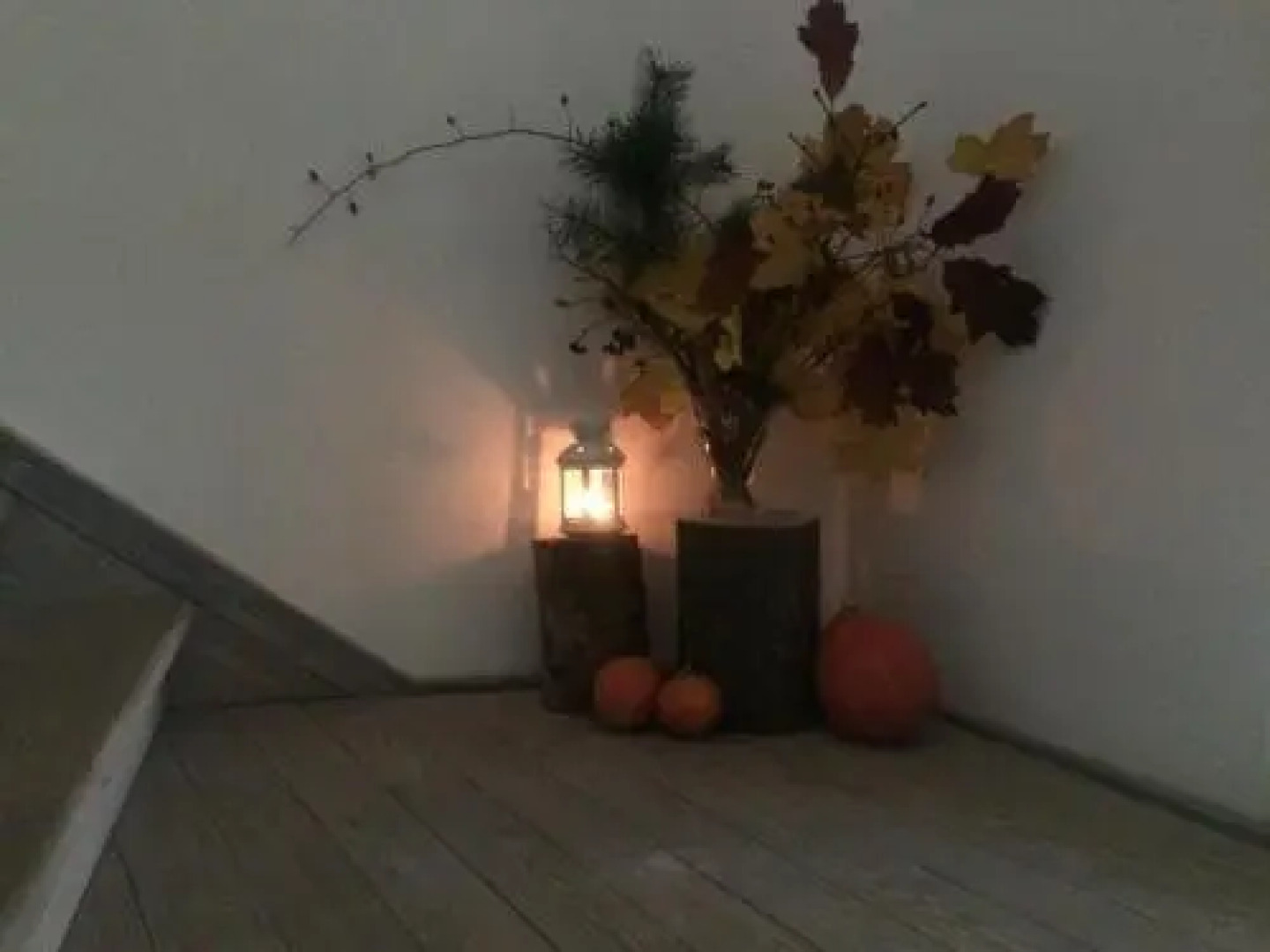 Chamedafne w Puszczy Kampinoskiej