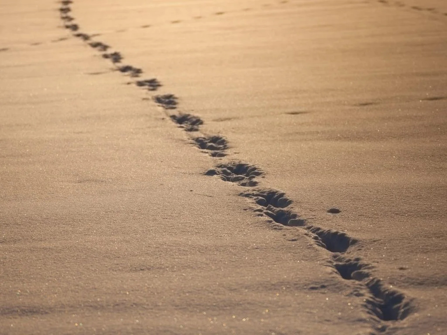 Ferienwohnungen Matzner