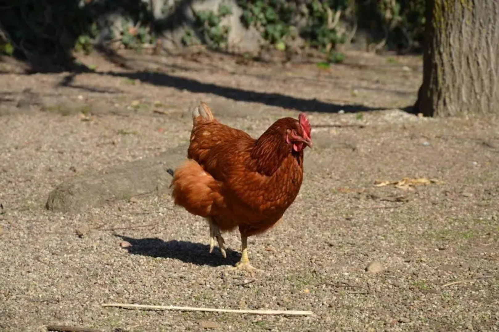 Le Burlat - Studio - Lyon - Tassin