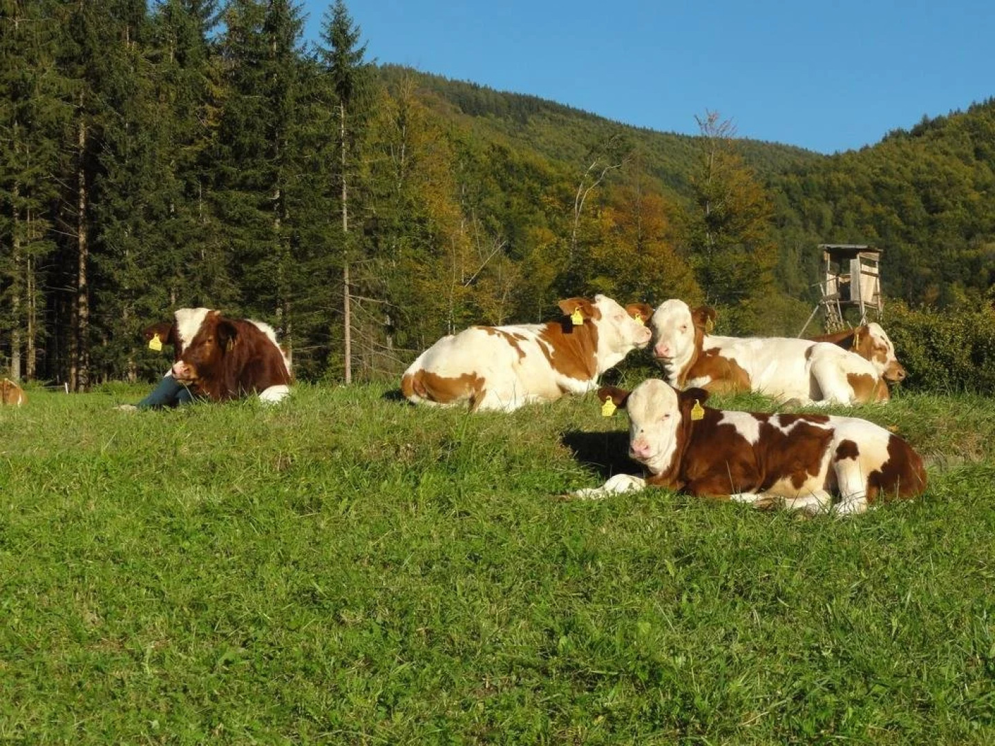 Ferienwohnungen Bachbauer
