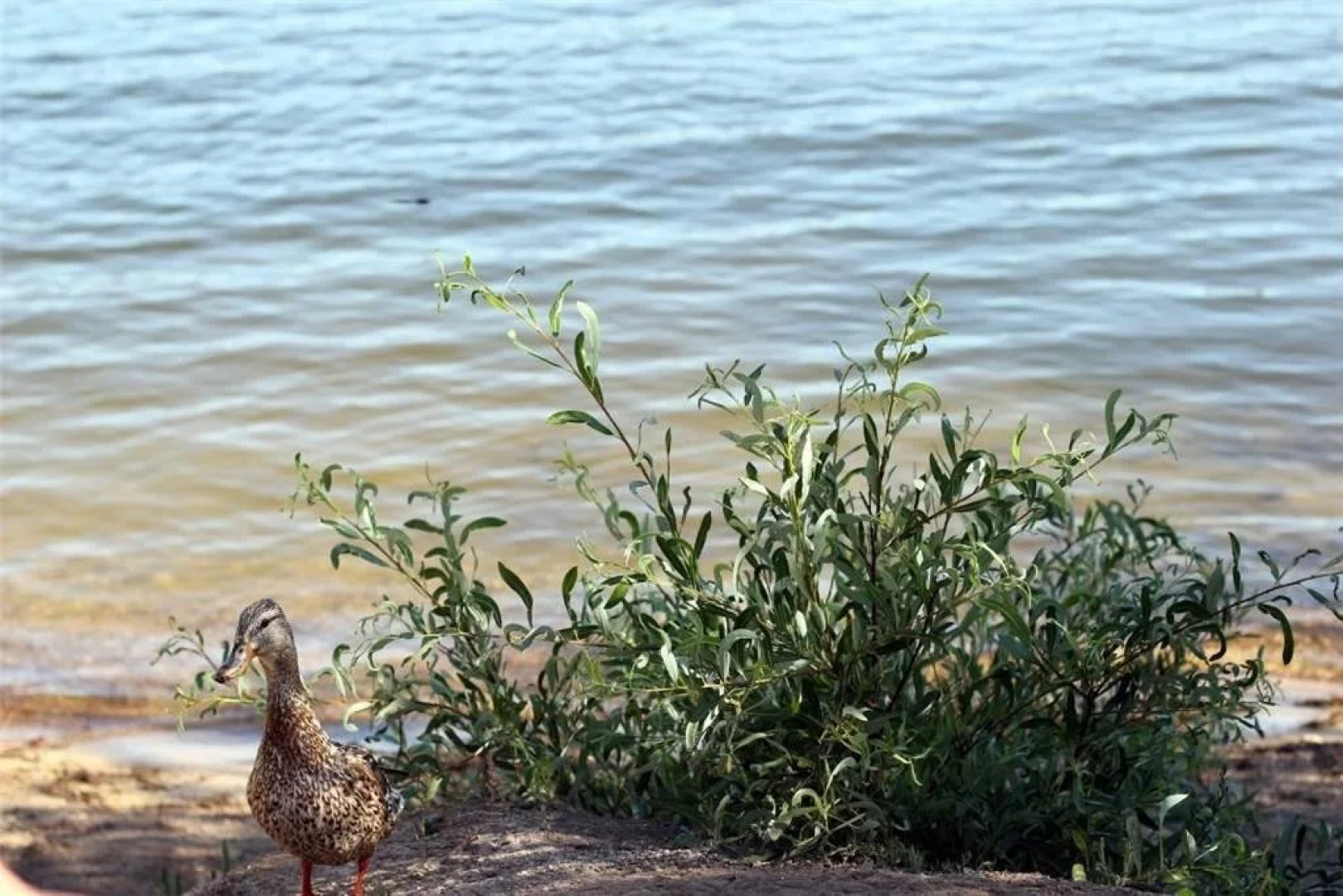 A Sleepy Bear's Hideaway