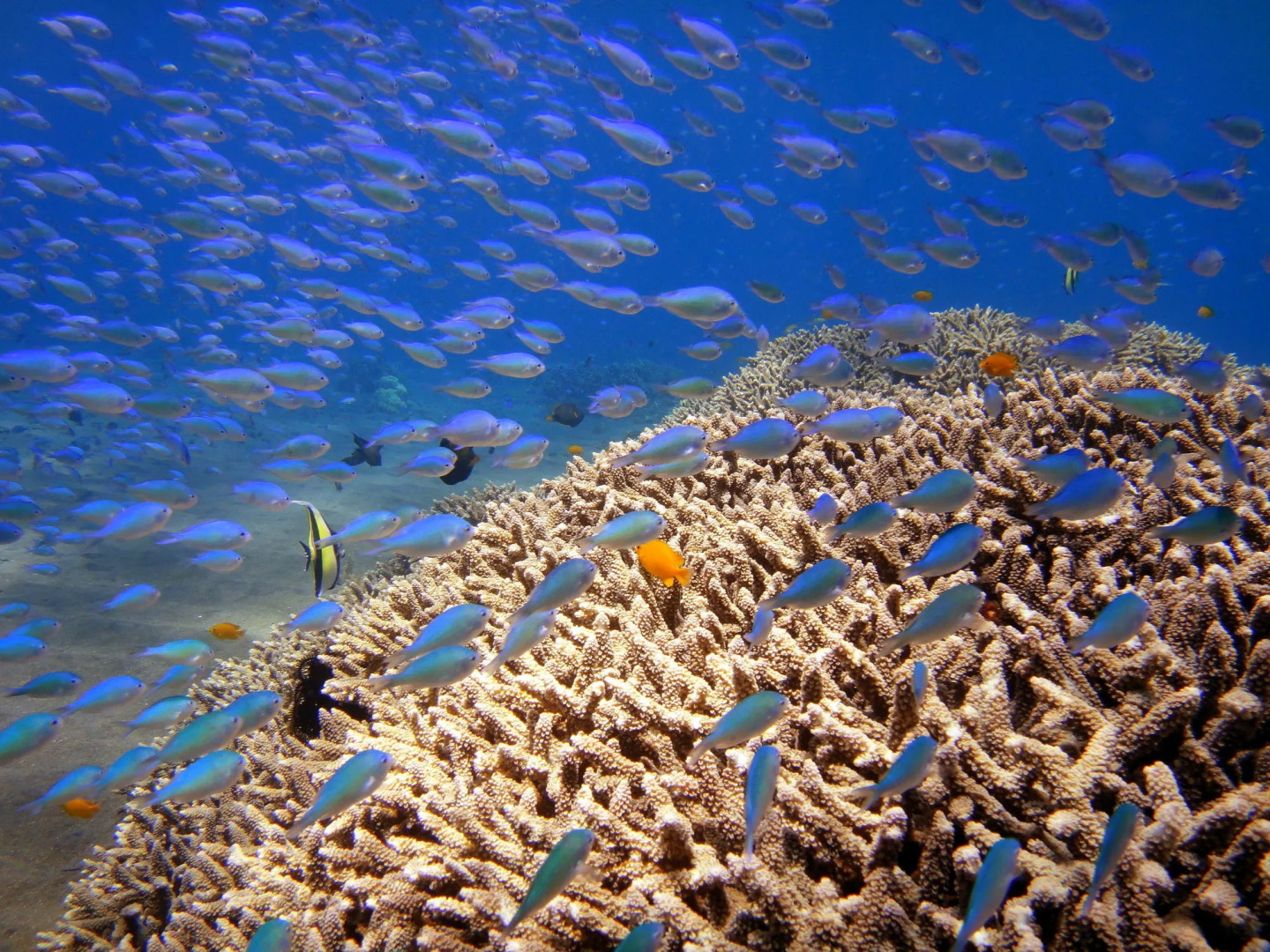Arya Amed Beach Resort and Dive Center