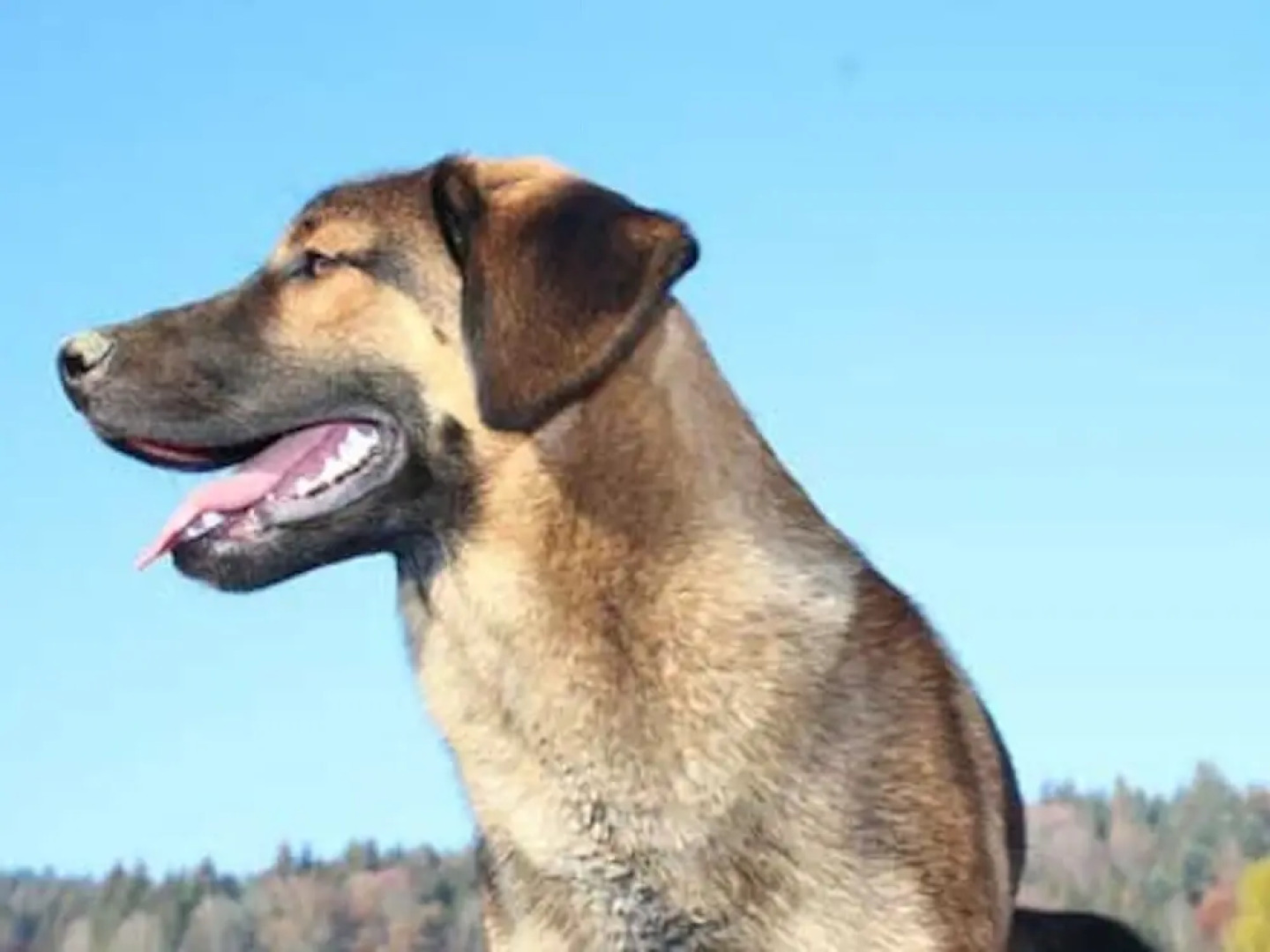 Apartment in Freyung Near Bavarian Forest