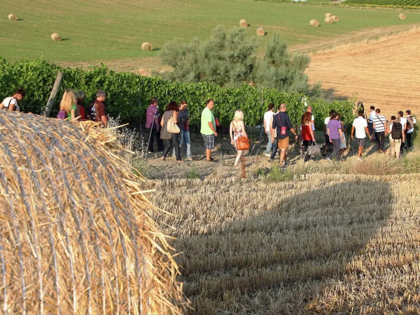 Apartment in Coriano Near Vineyards & Beaches