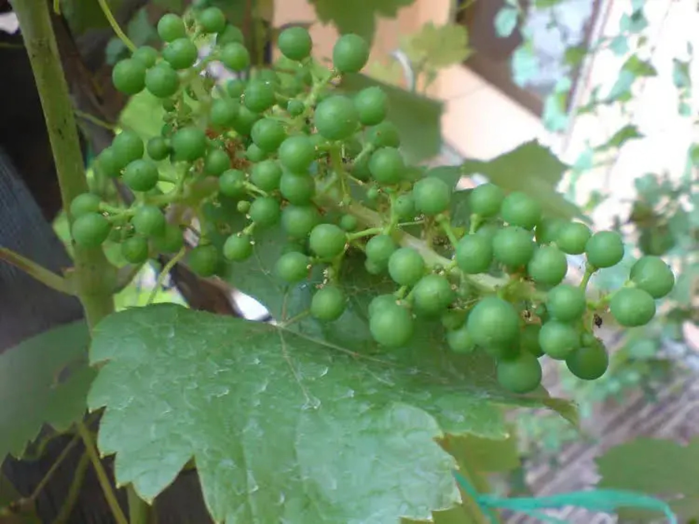 Weingut-Gästehaus Karl Otto Nalbach