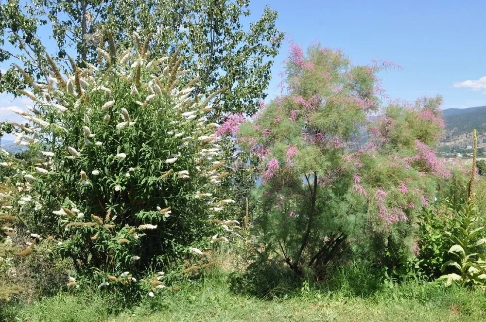 Serenata Guesthouse & Vineyard Retreat