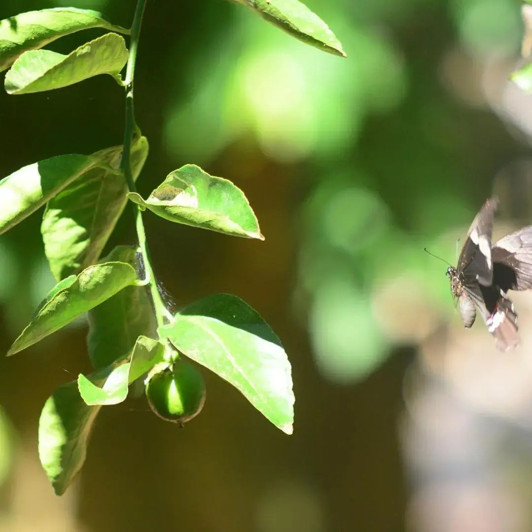 Pousada a Marca do Farao