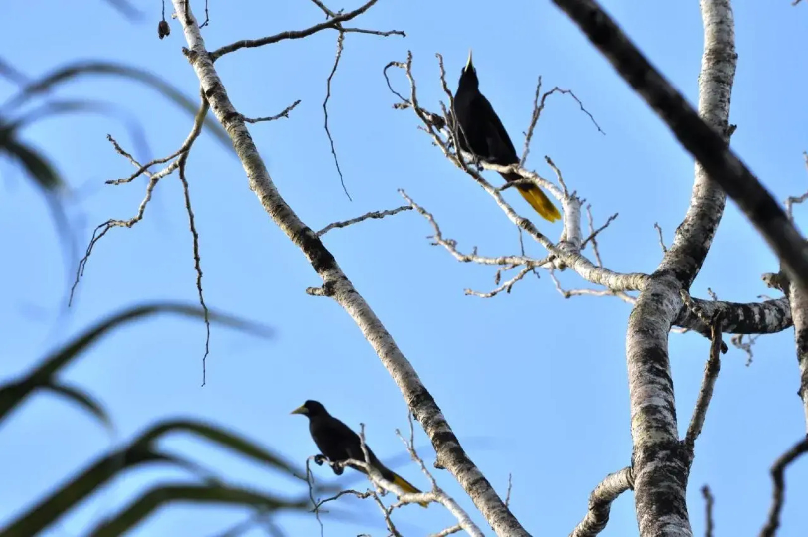 The Leatherback Lodge