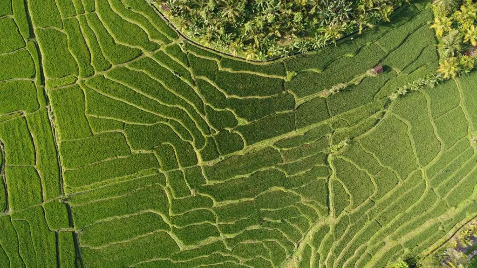 Medewi Secret SurfCamp