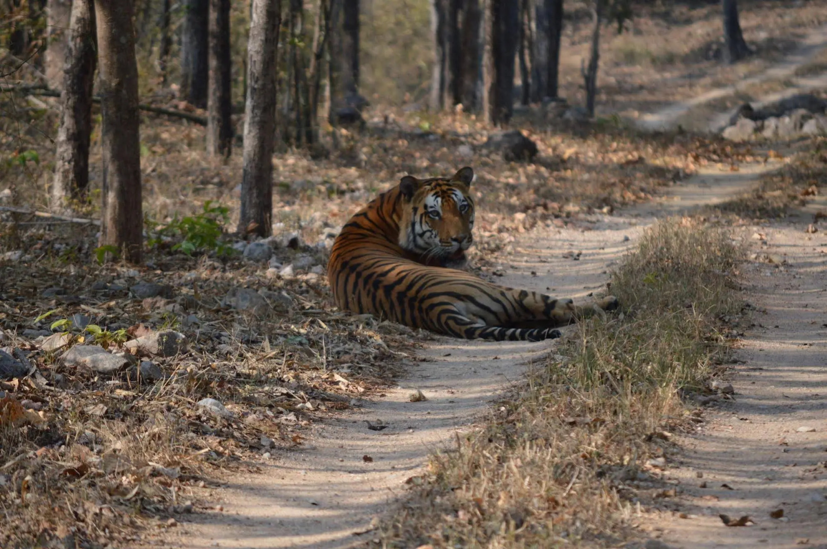 Windsor Tiger Resort