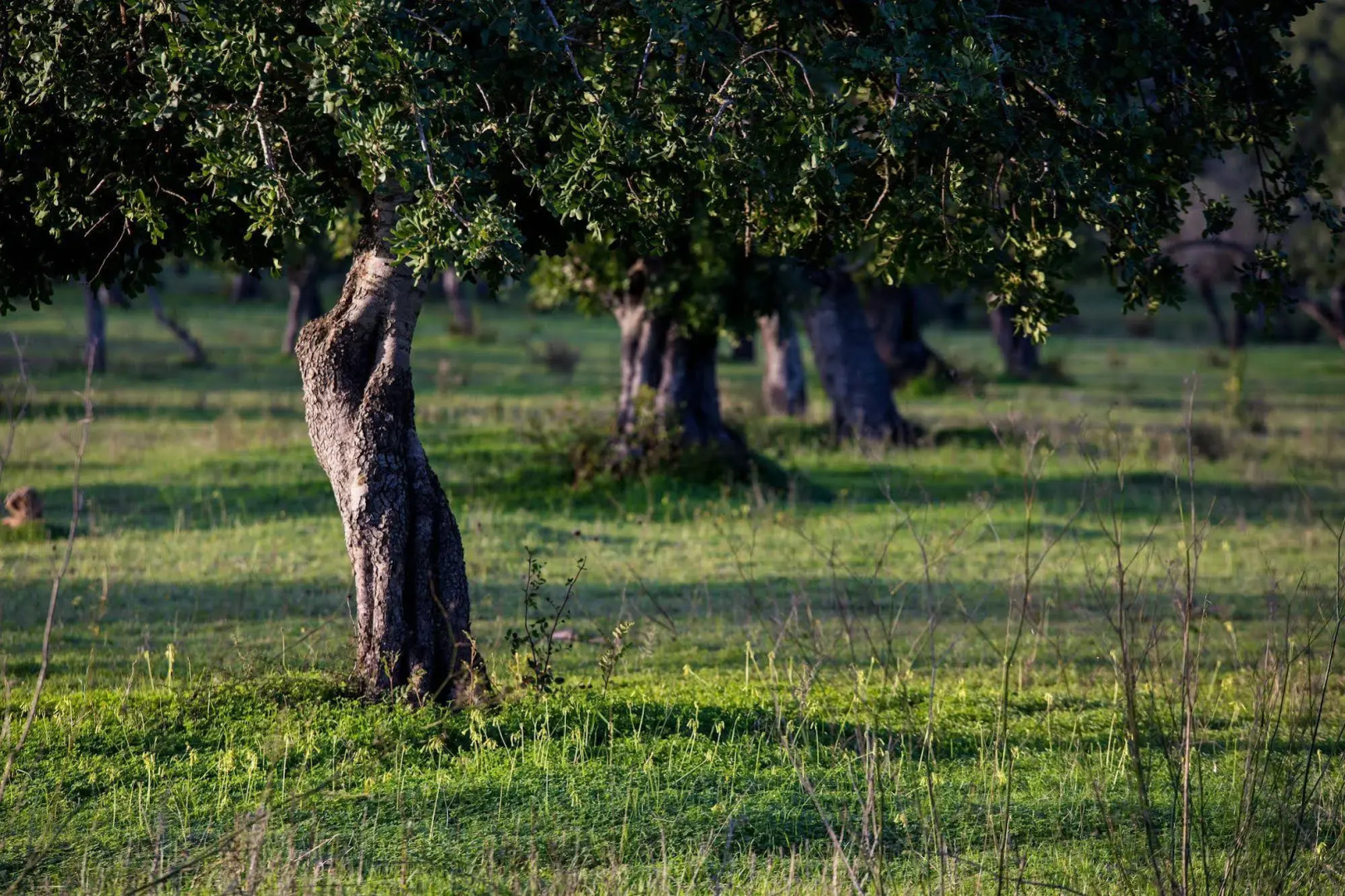 Petit Hotel Hostatgeria Sant Salvador