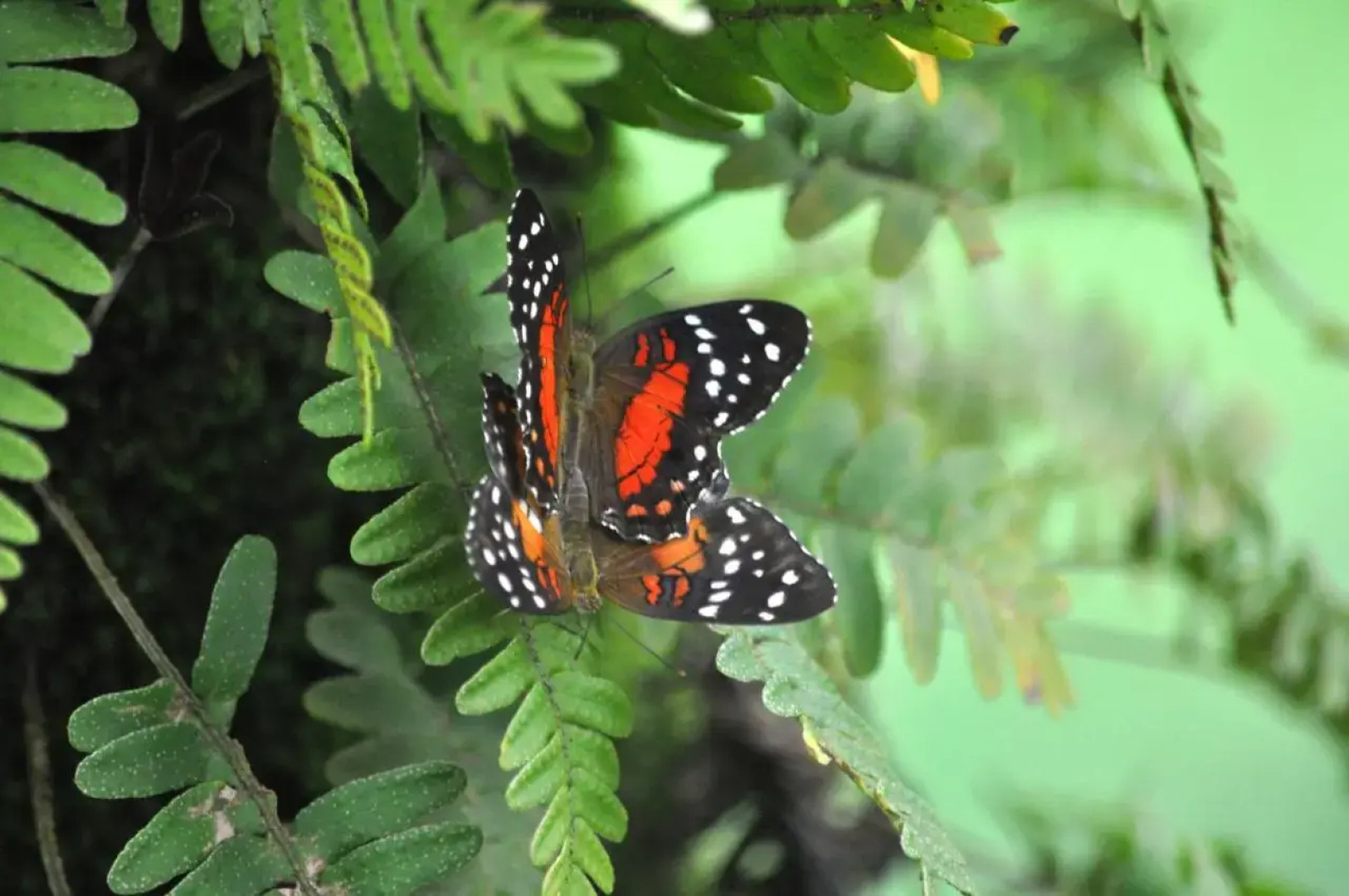 The Leatherback Lodge