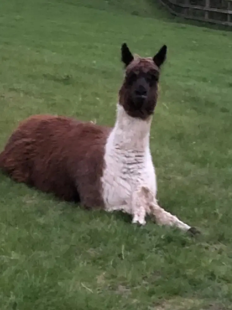 The Peacock Shepherds Hut at Hafoty Boeth