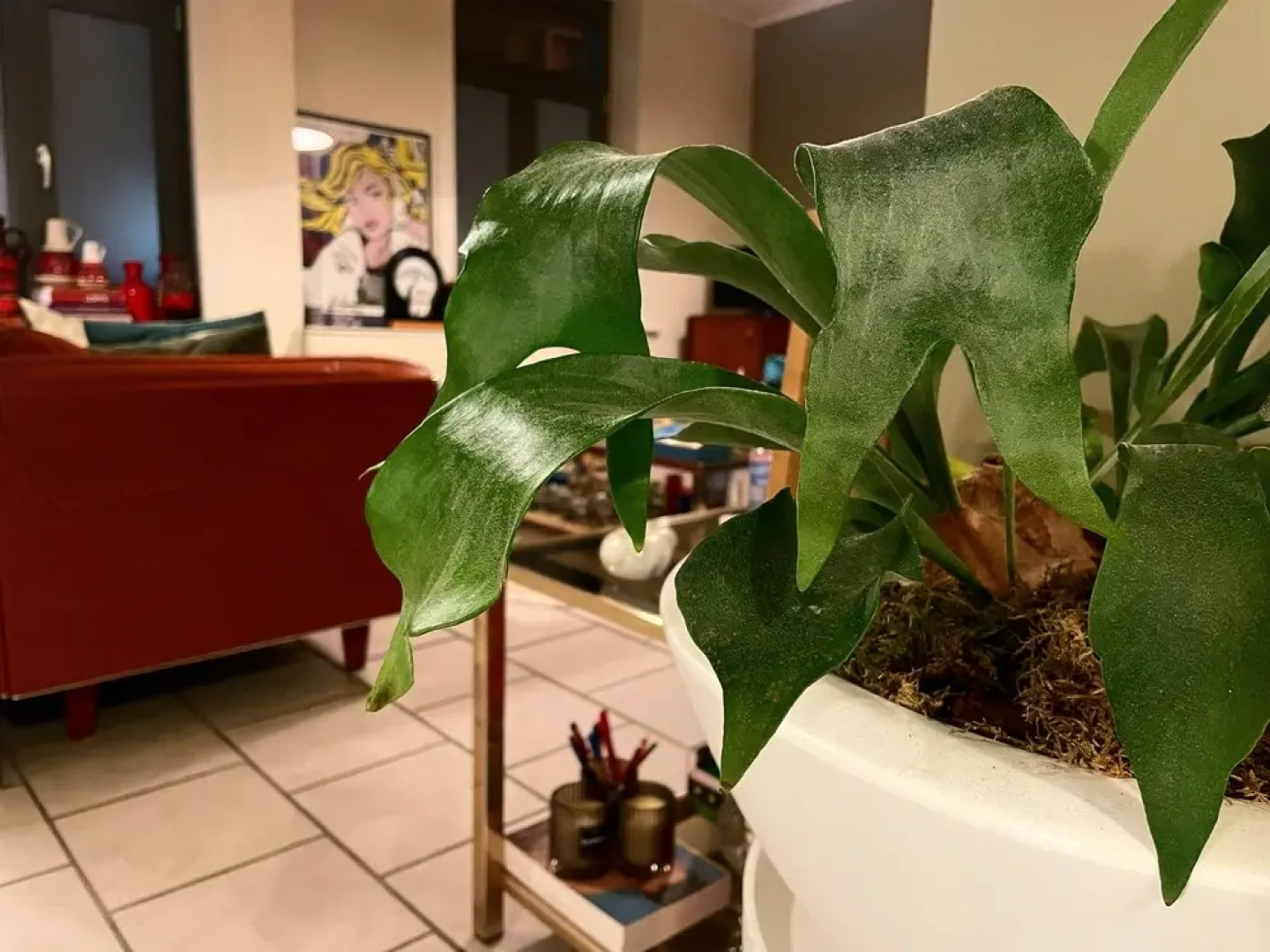 Visit Brussels, Ghent and Geraardsbergen: Huis1874