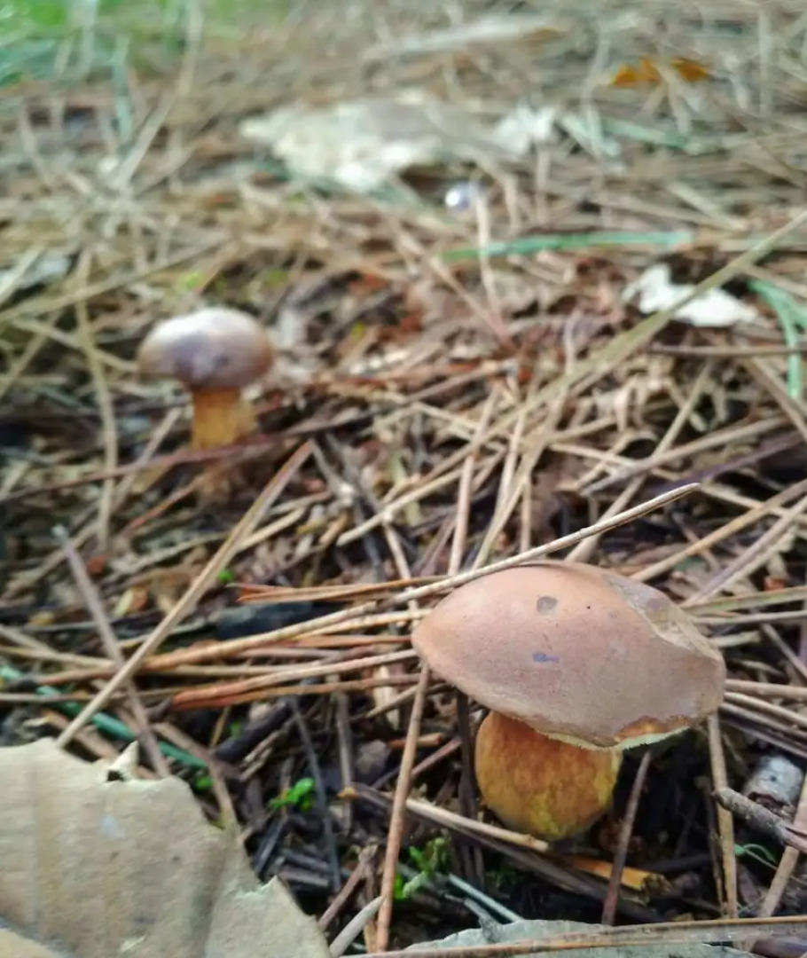 Alojamientos Rurales Cortijo Las Golondrinas
