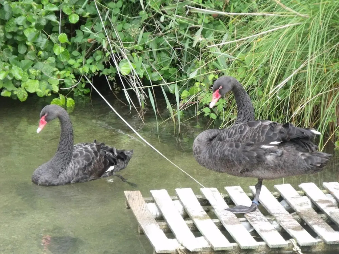 Chambre d'hôtes Les Cygnes Noirs