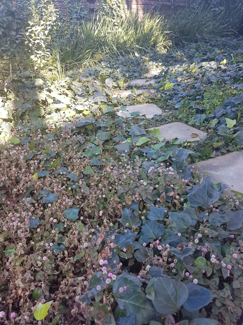 Blue Sparrow Guest House