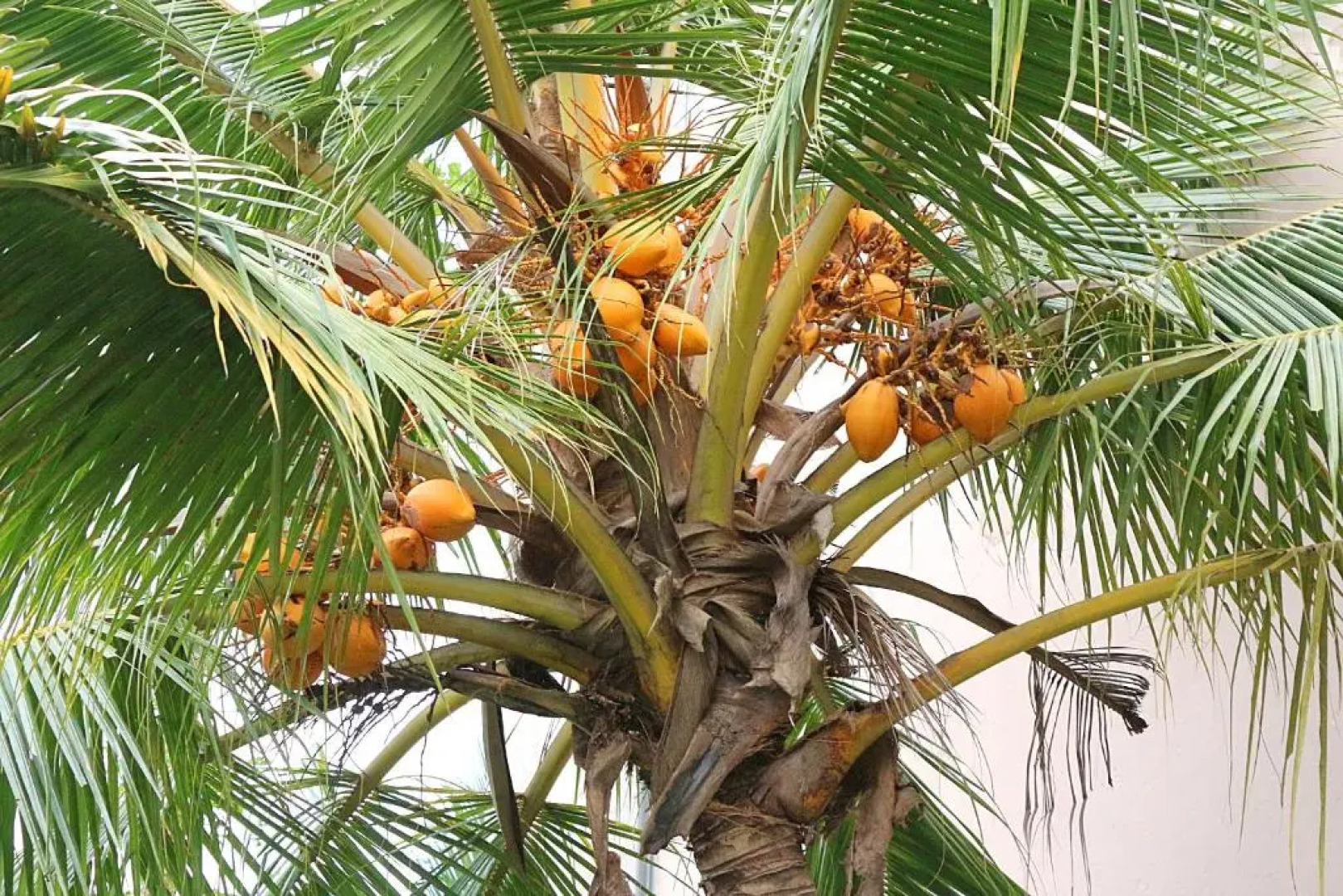 Norfolk Heritage Airport Villa