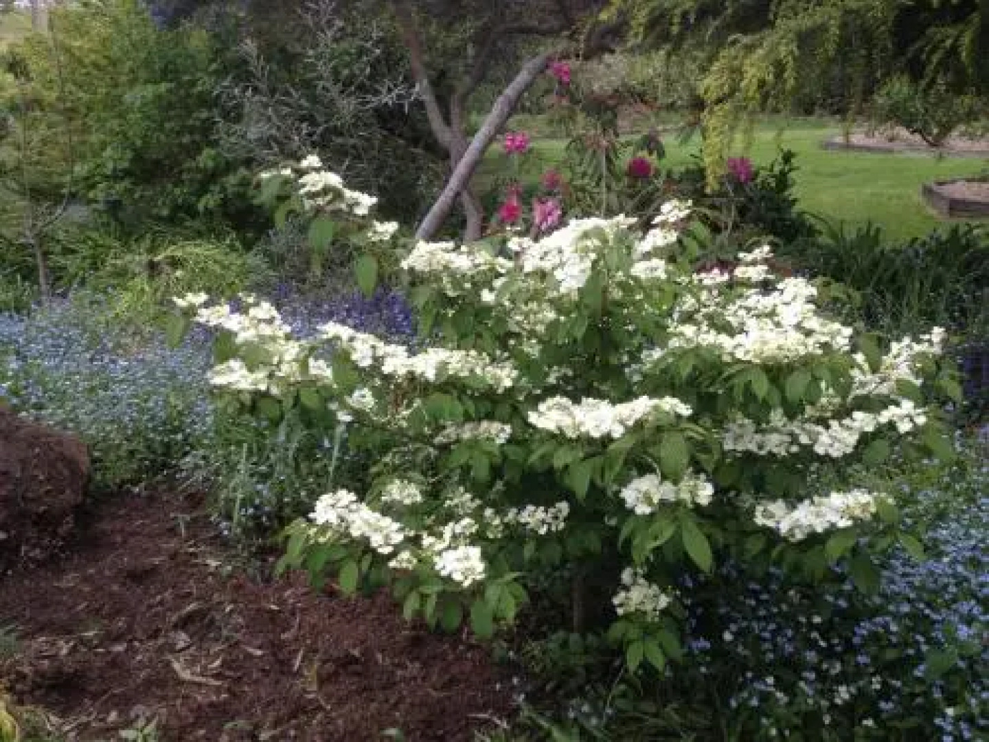 Wisteria Lodge Bed and Breakfast