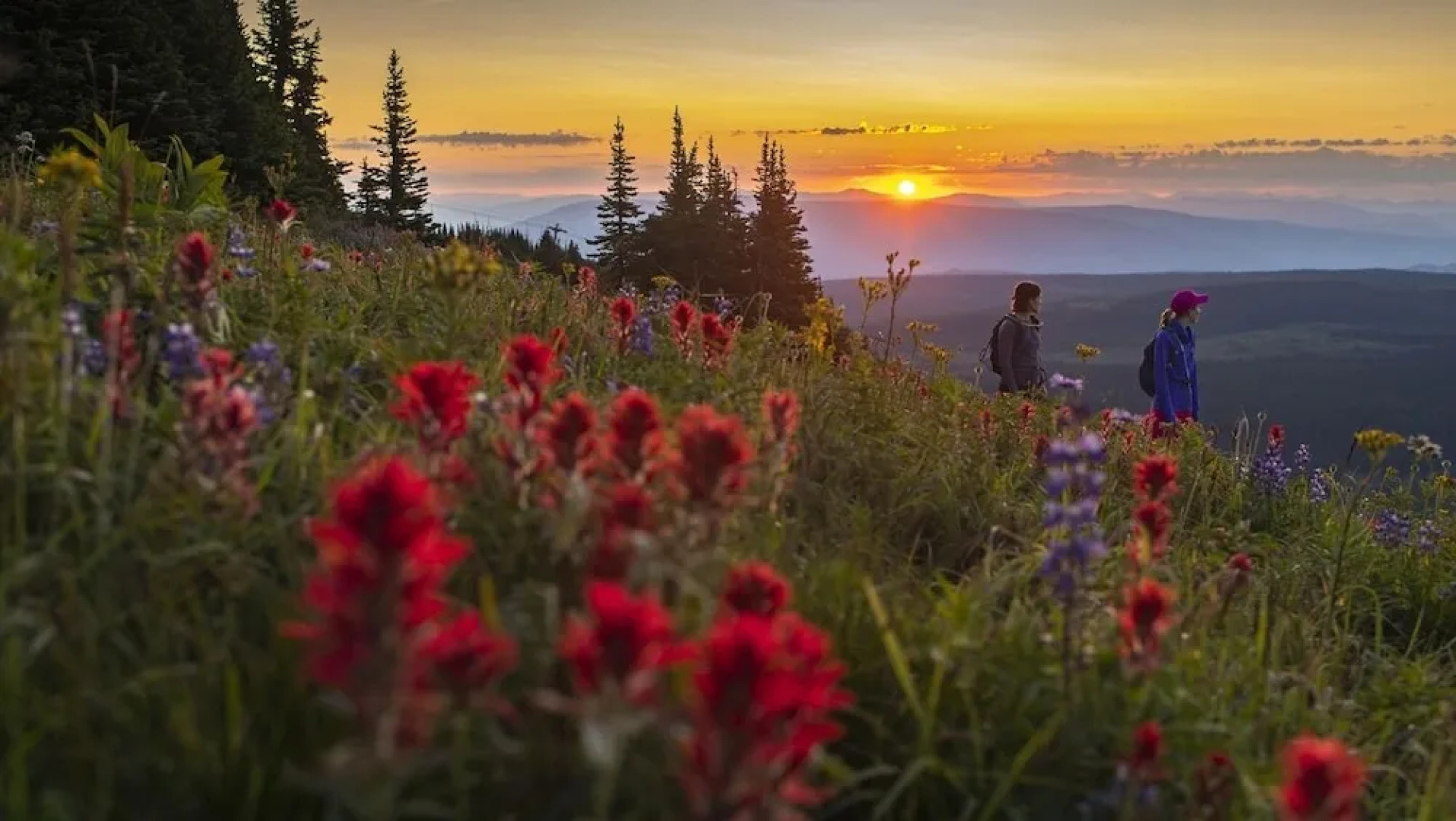 Woodhaven #32 By Bear Country