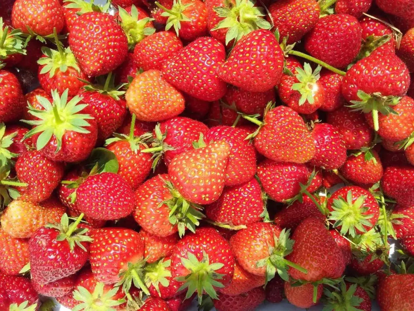 Agriturismo Borghetto la radice