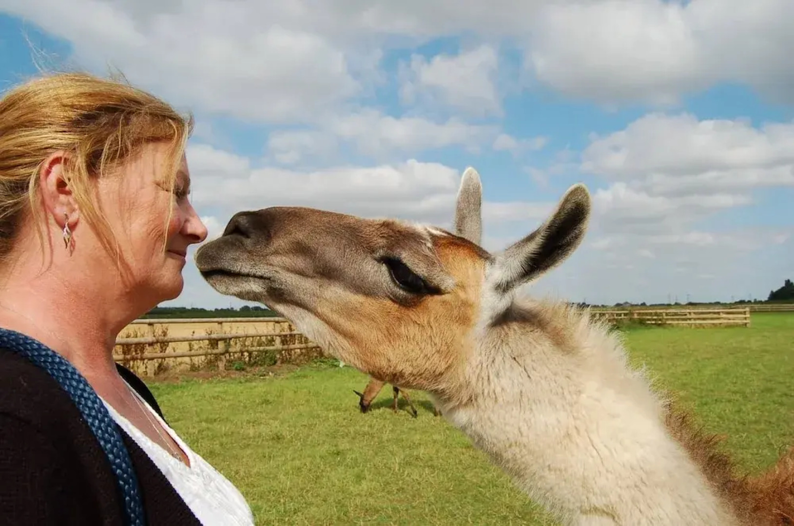 Glamping With Llamas
