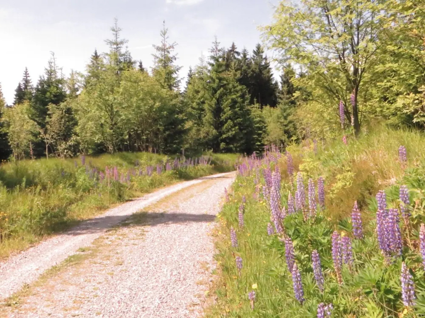 Pension & FeWo's Talblick