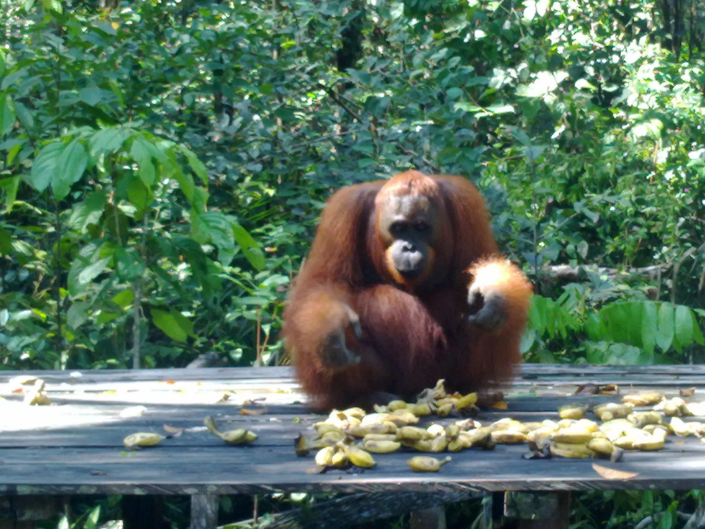 Rimba Orangutan Eco Lodge