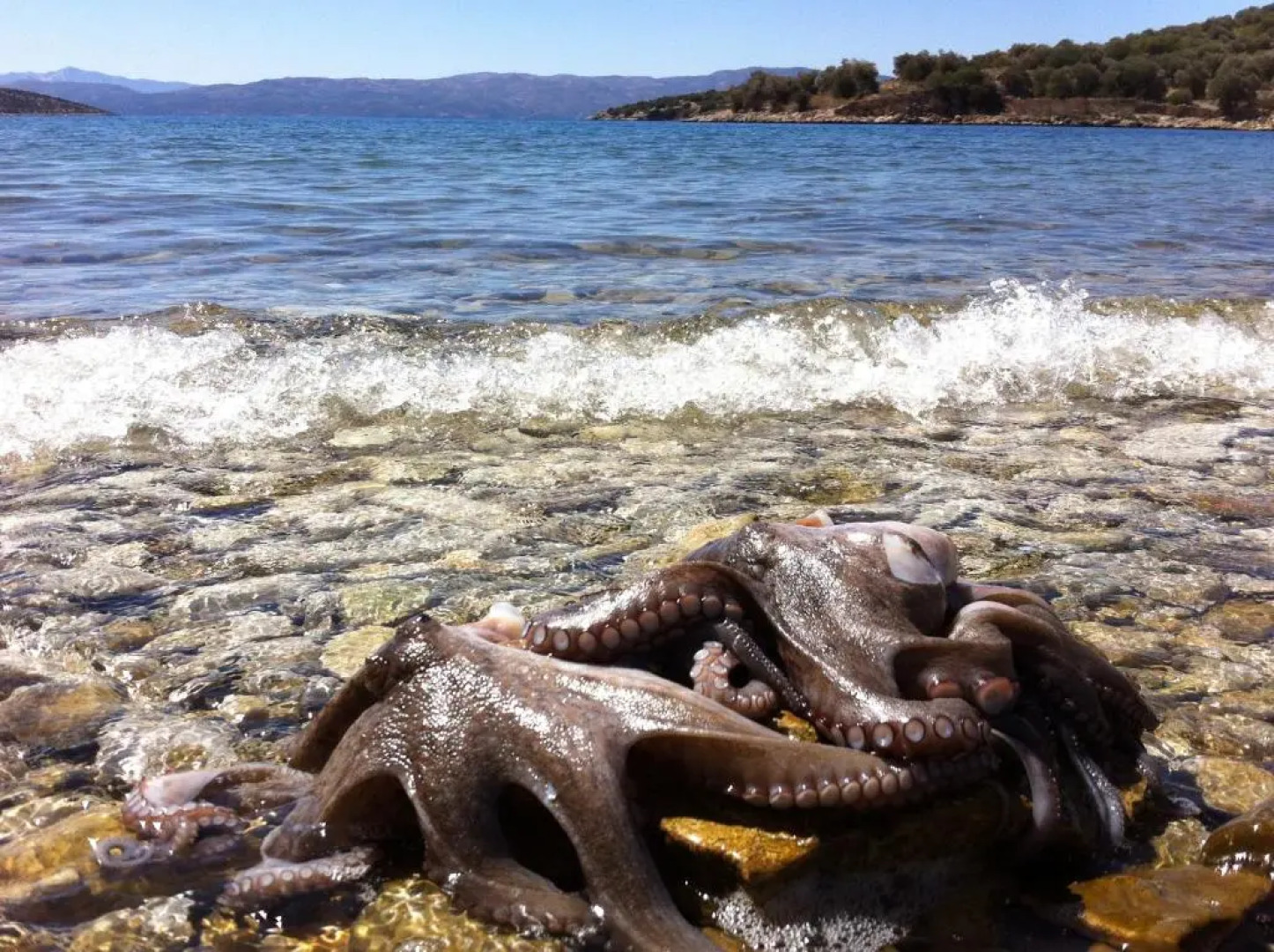 Sea Front Studio - Porto Boufalo - Evia