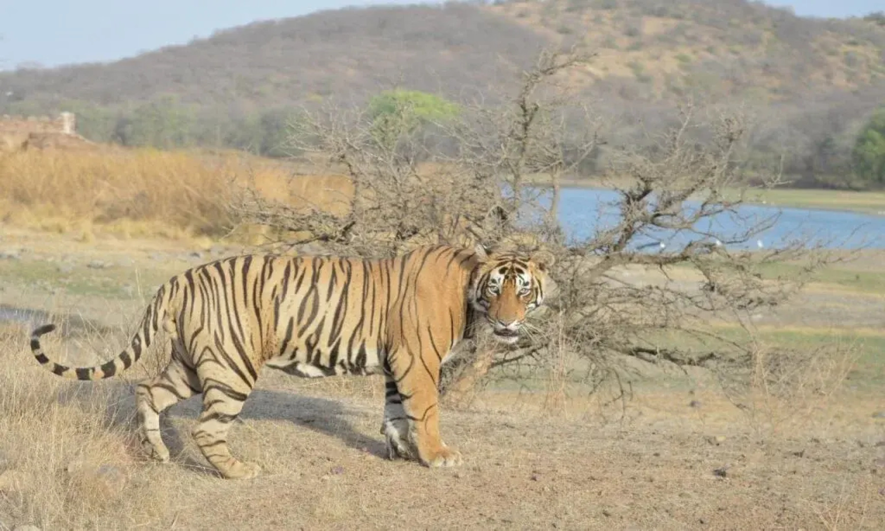 Tiger Heaven Spa & Resorts Ranthambhore