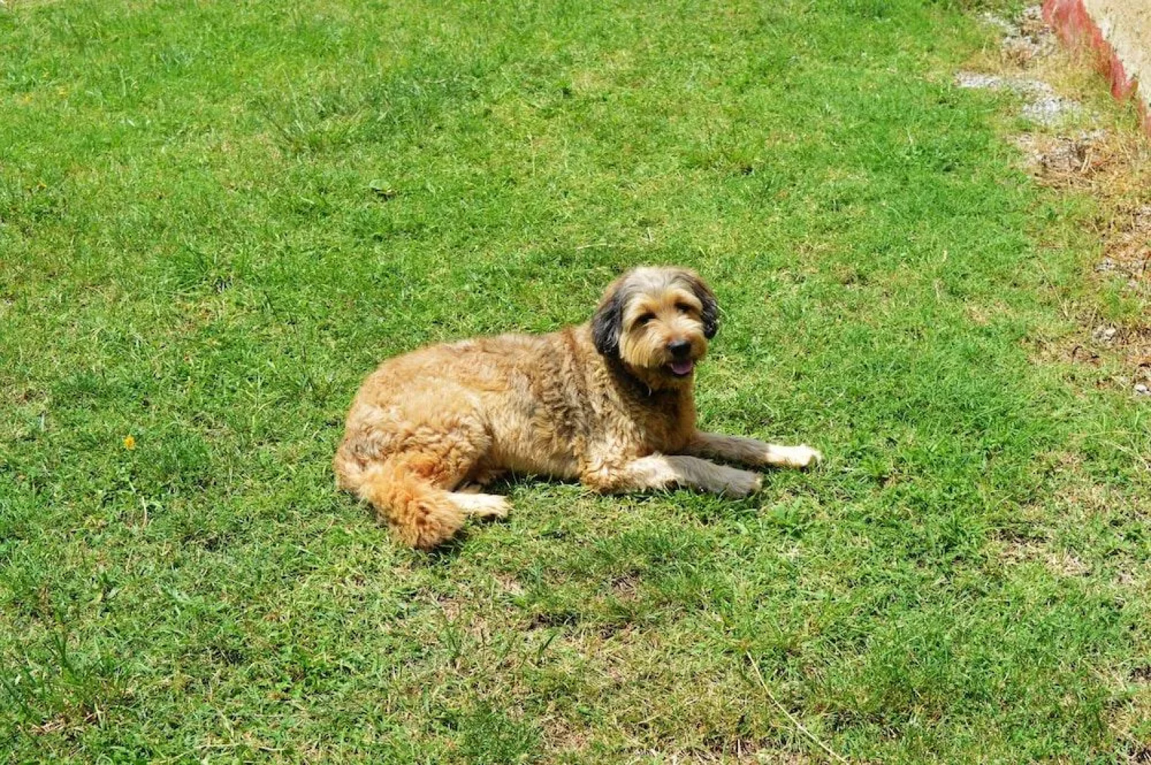 Rectora de Castellar