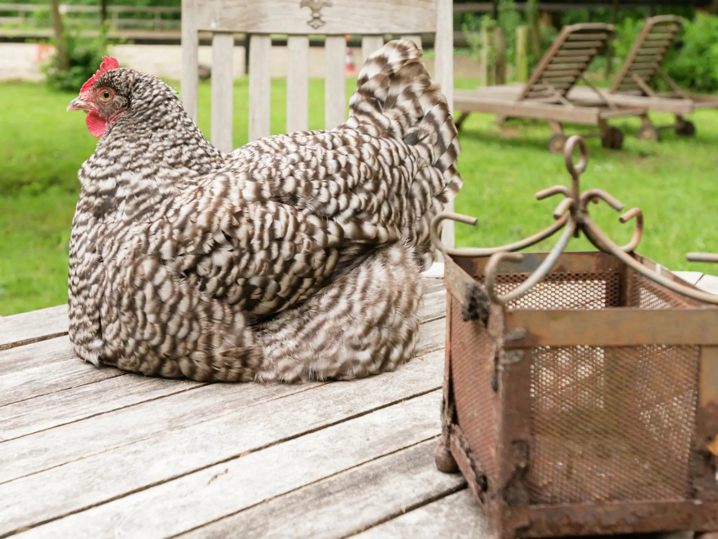 Secluded Farmhouse in Balkbrug with bubble bath