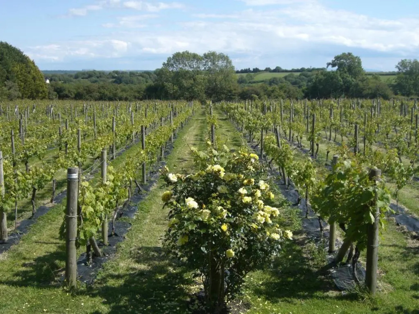 Glyndwr Vineyard