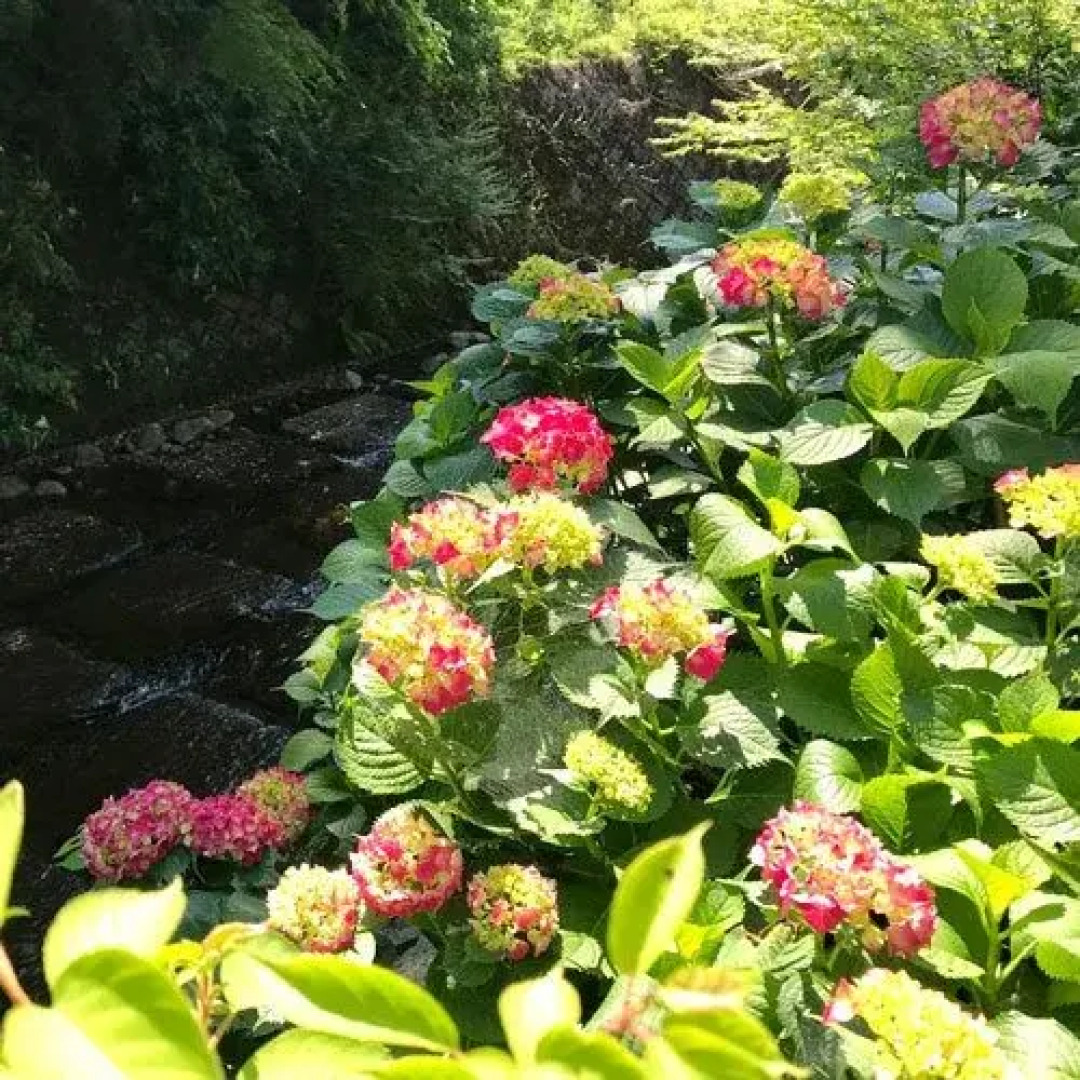 Susono Tansankarushiumu Onyoku Ichinose