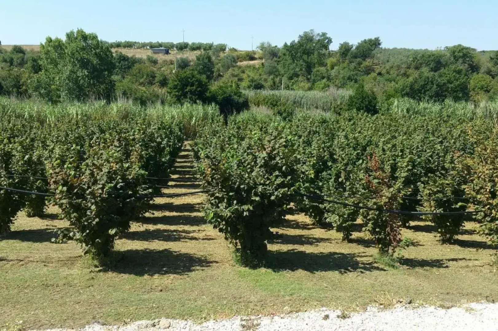 Suite le Scuderie a "le Moline" vita in fattoria