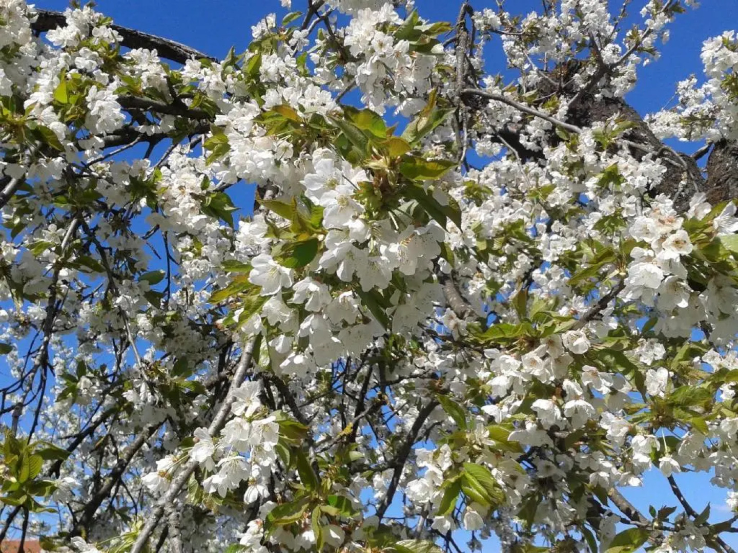 Holiday Home Gašparini
