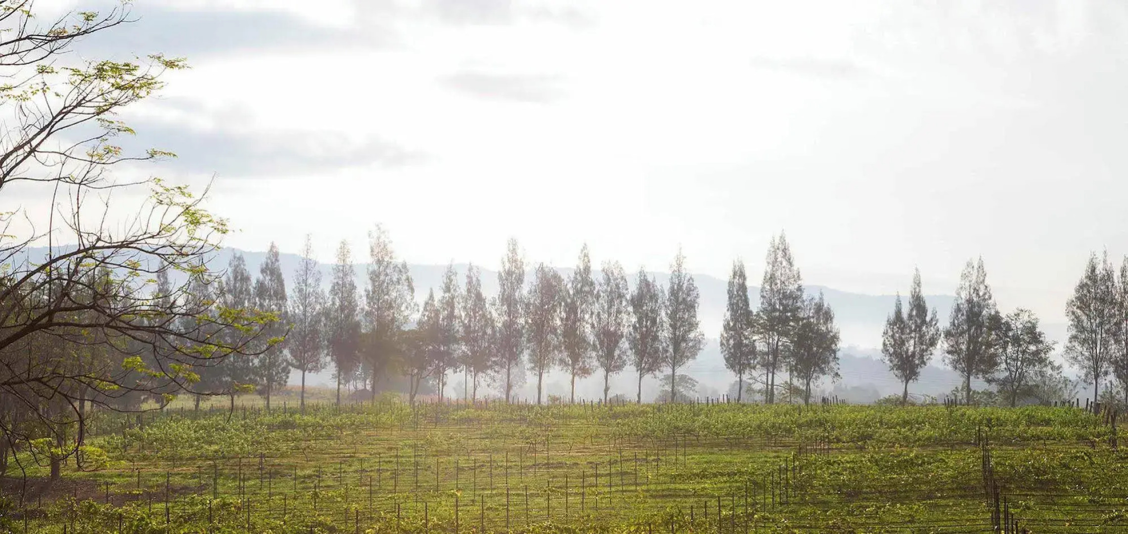 Village Farm and Winery