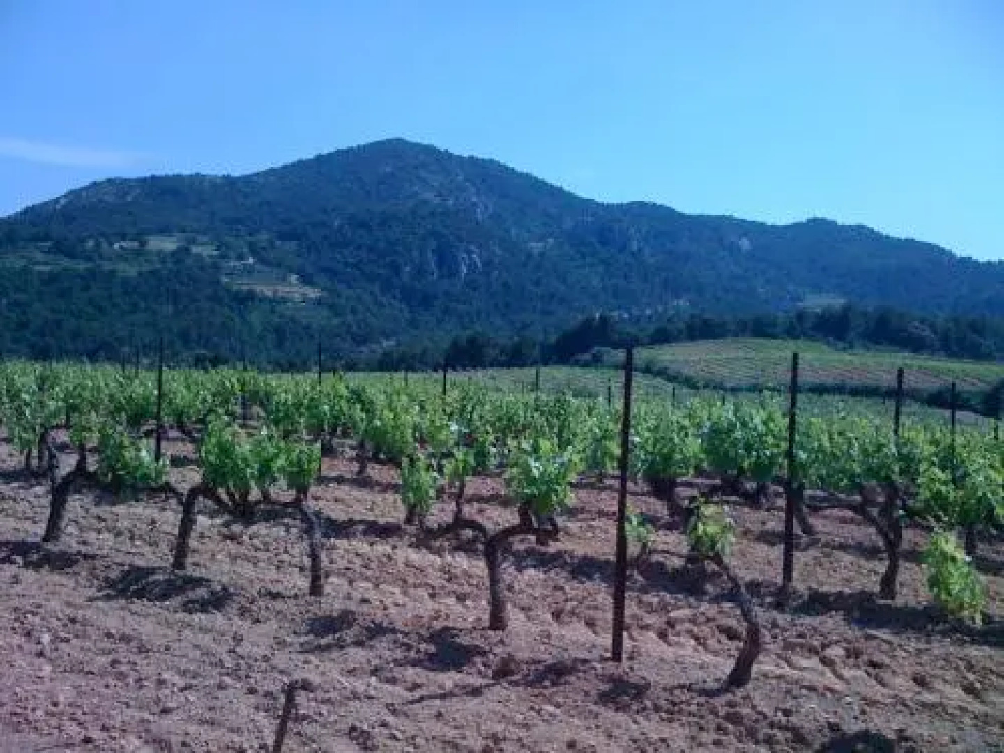 B&B - Le Vieux Figuier