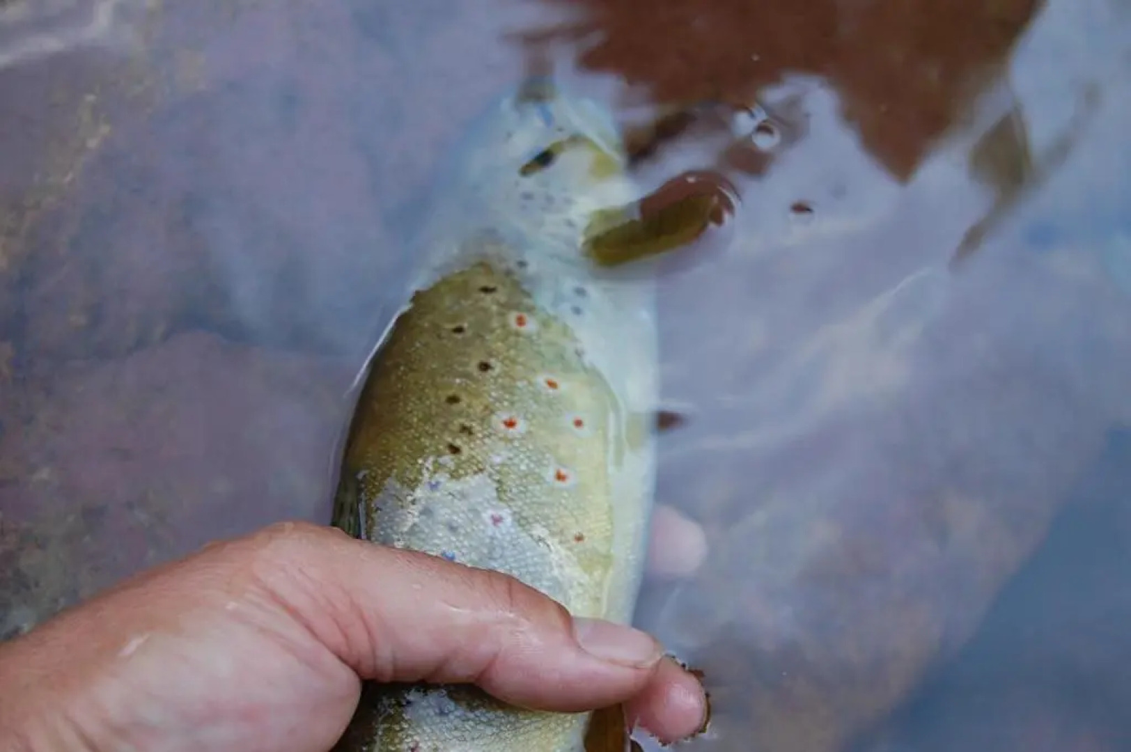 Casa Rural Estarrún