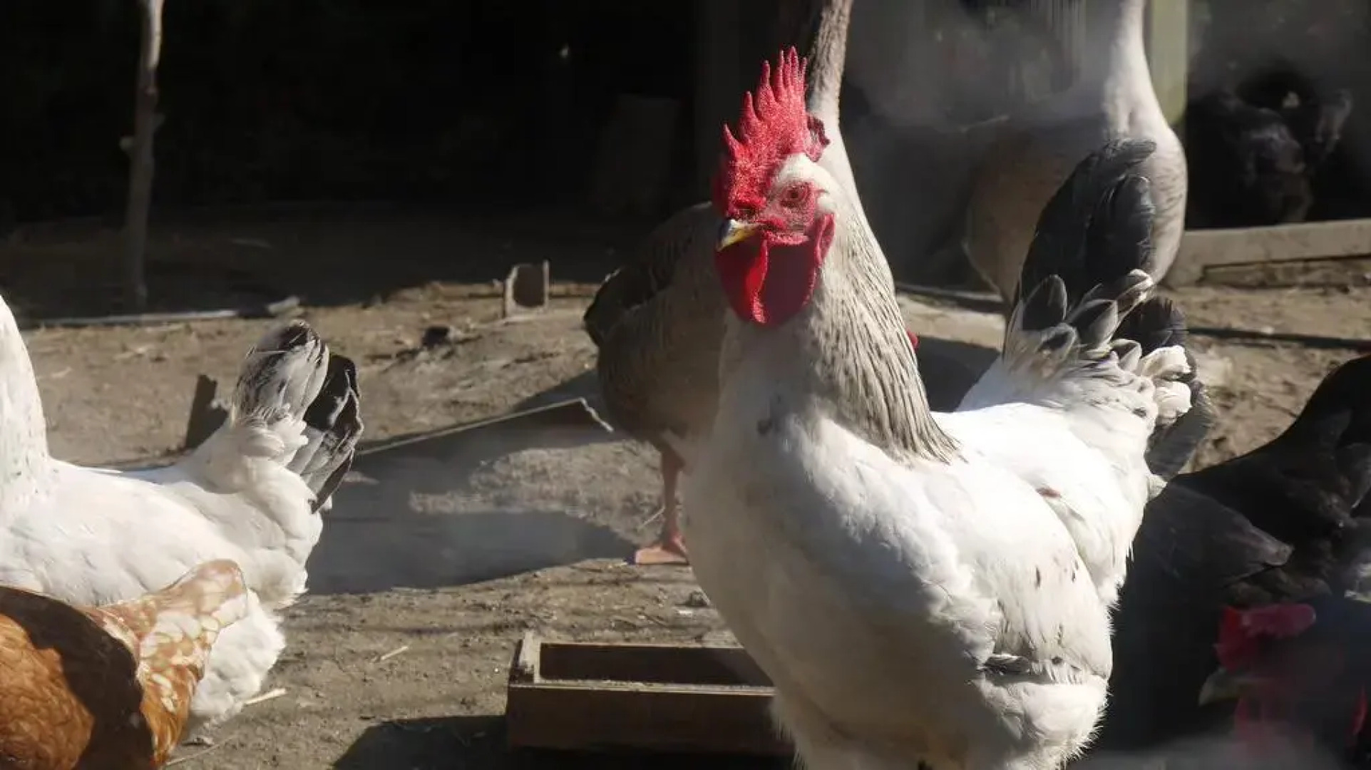 Naturalife Farm Hotel