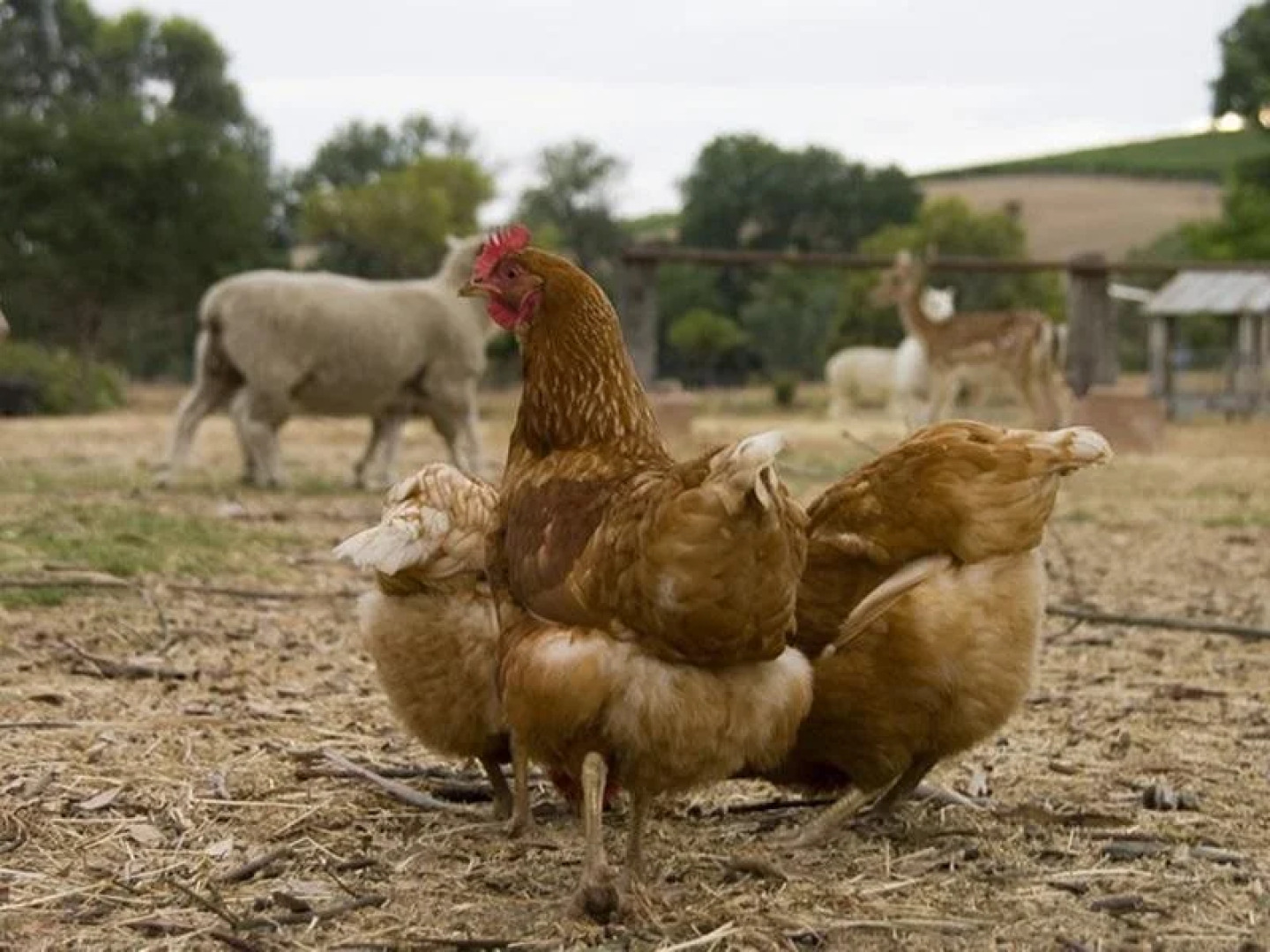 Barristers Block Vigneron Villa