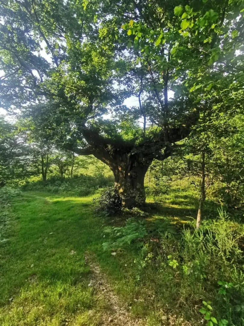 Posada Rural Peñasagra