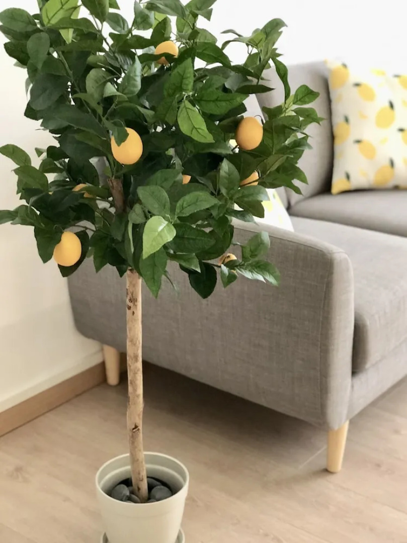 Yellow Lemon Tree - Appartement Centre Gares