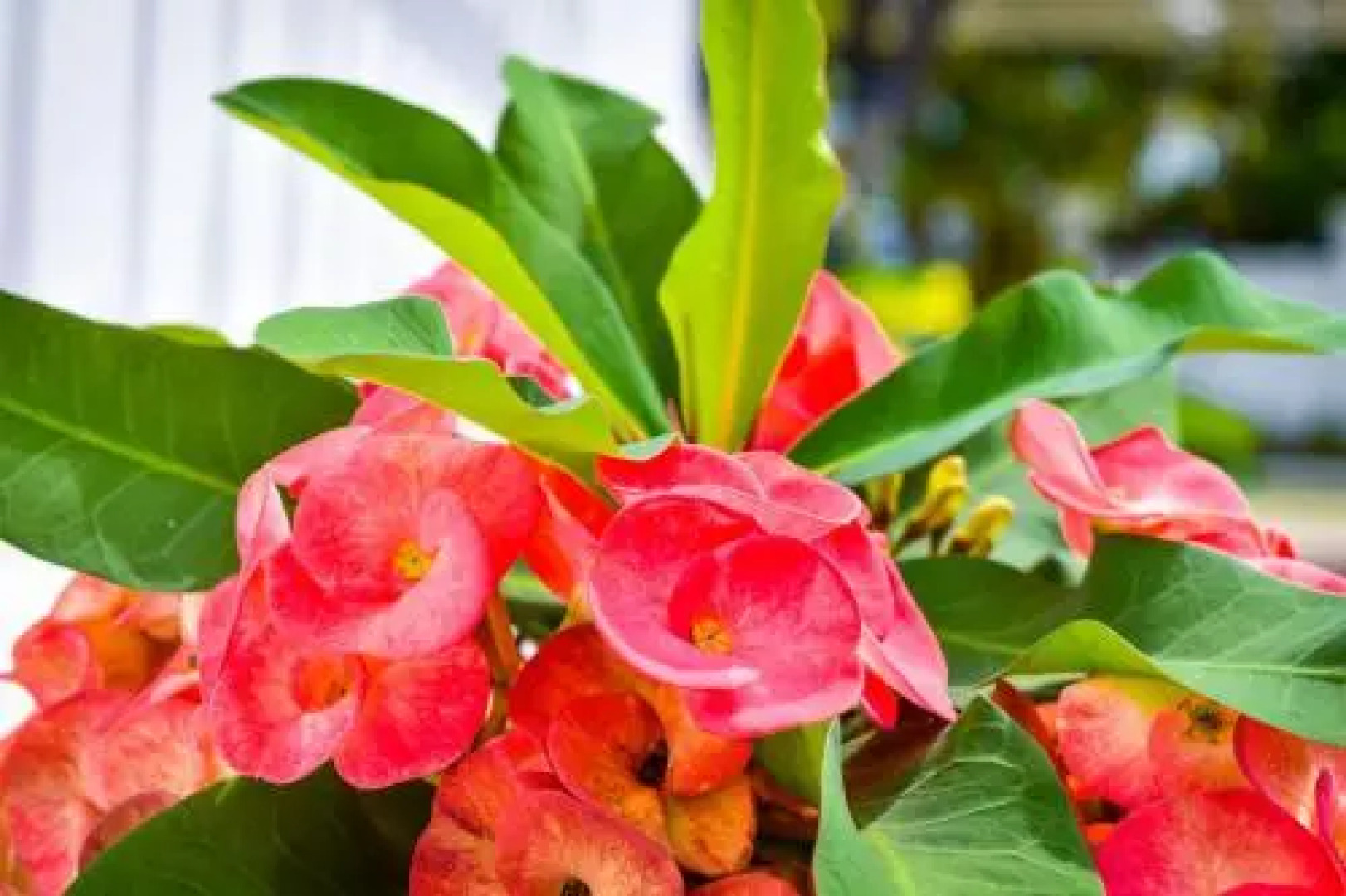 The Victoria Bed and Breakfast