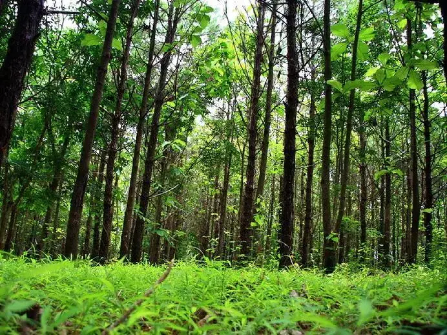 Chachanat Woodland Resort