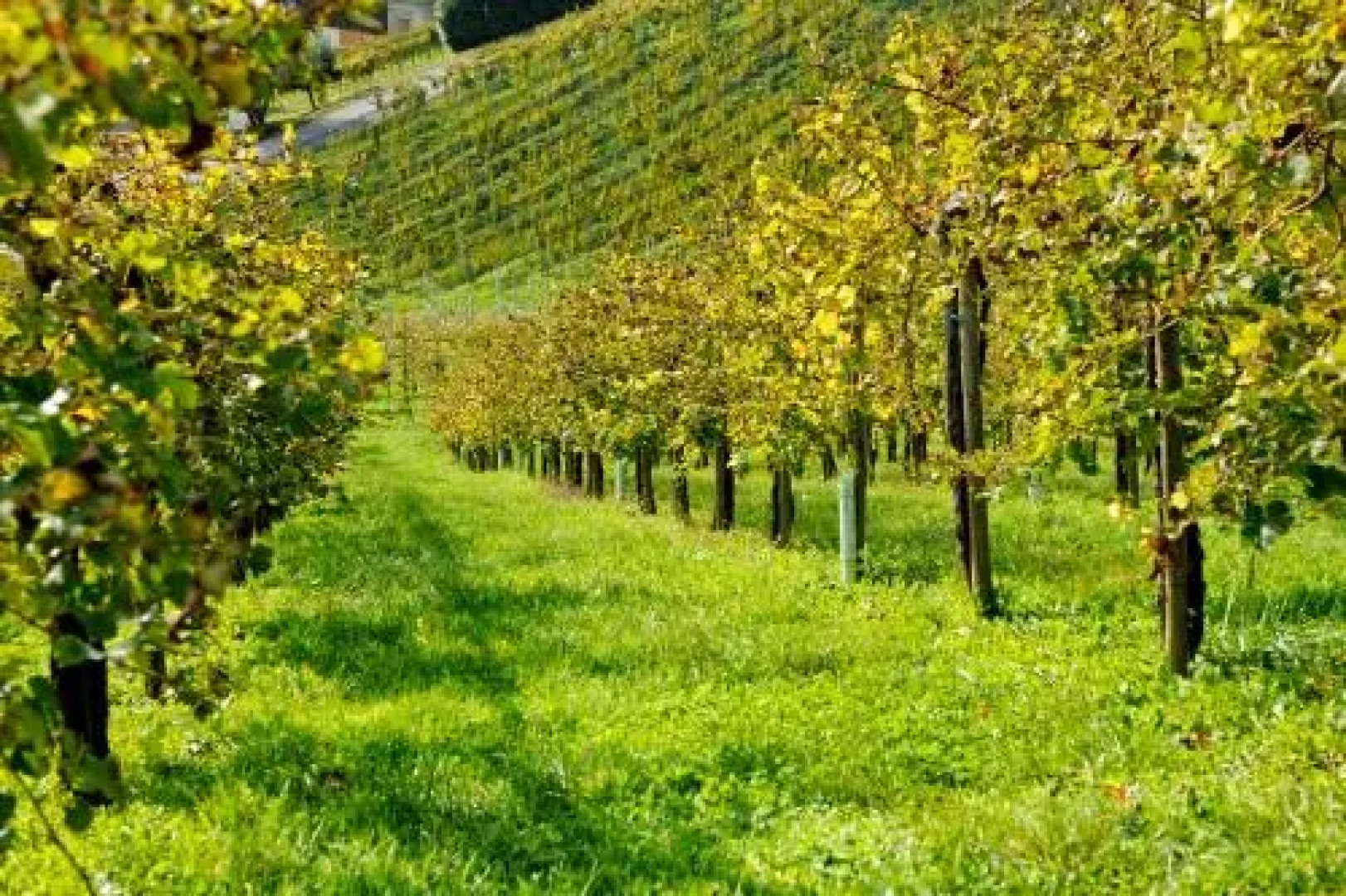 Weingut und Gästezimmer Zirngast